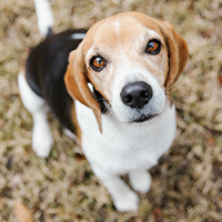 Close-up of beagle looking up